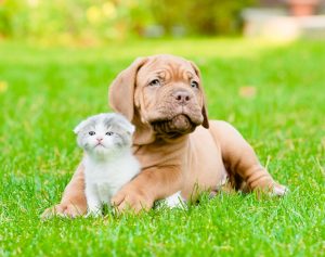 Puppy and Kitten Care